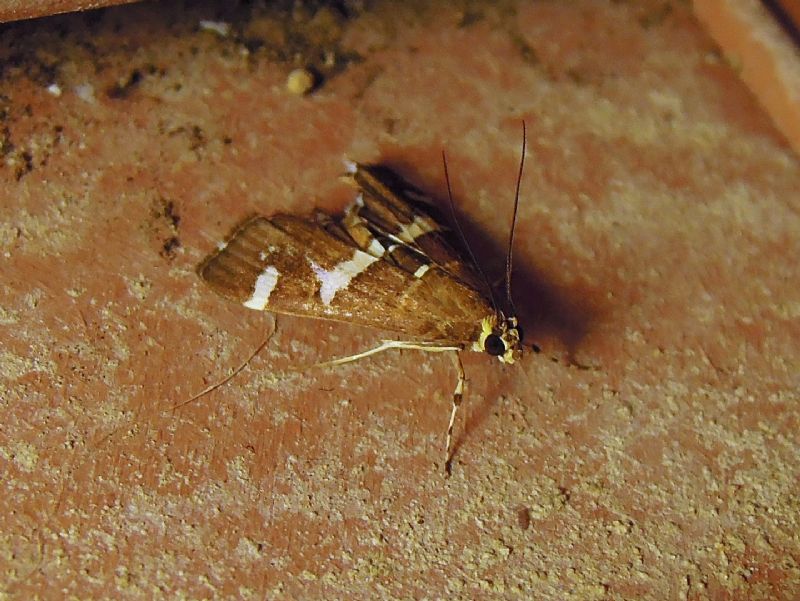 Spoladea recurvalis (crambidae)